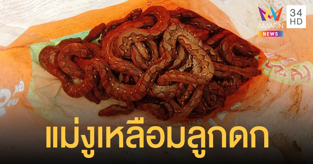 เห็นแล้วขนลุก! เจ้าหน้าที่จับ งูเหลือมแม่ลูกอ่อน ยาว 5 เมตร ค้นเจอลูกน้อยอีก 33 ตัว