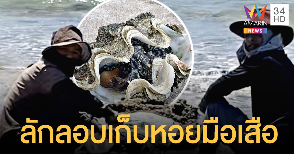 คาหนังคาเขาคลิปชำแหละ หอยมือเสือ พื้นที่อนุรักษ์แสมสาร เร่งล่าตัวดำเนินคดี