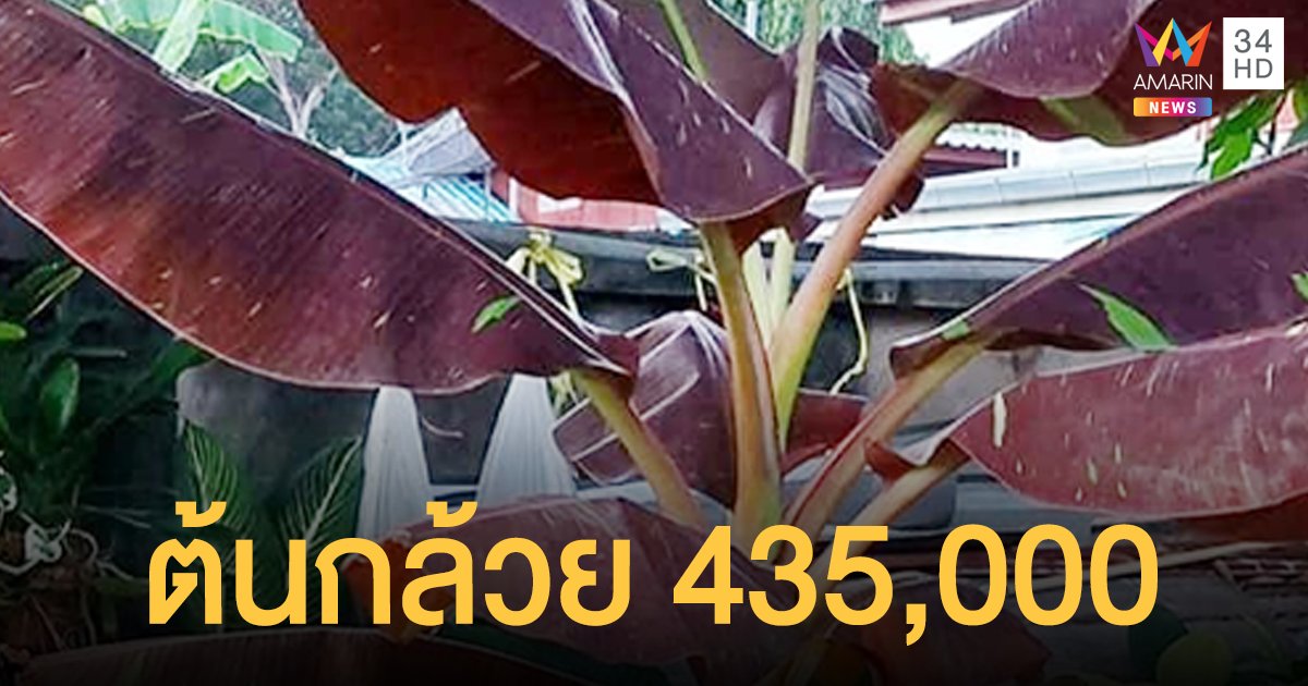 กล้วยแม่พันธุ์แดงอินโด เจ้าของโดนกล่าวหาปั่นราคาเวอร์