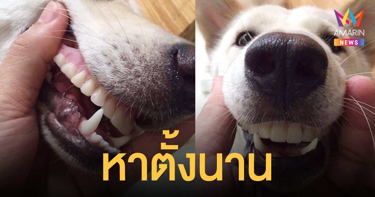 ฮา! ยายหา ฟันปลอม ไม่เจอ สุดท้ายอยู่กับเจ้าสำลี