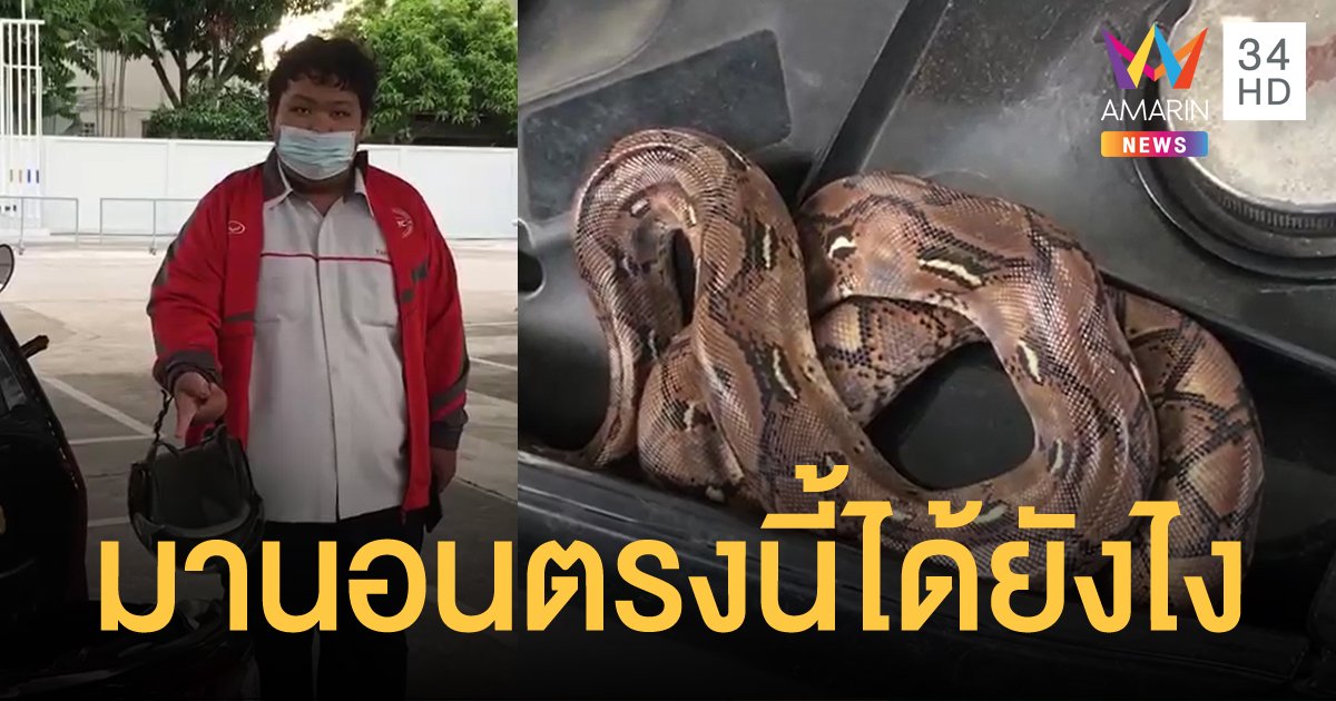 หนุ่มแทบช็อก! เปิดเบาะมอเตอร์ไซค์จะเติมน้ำมัน เจองูหลามนอนขดใต้ที่นั่ง