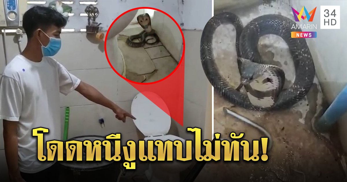 หนุ่มนั่งปลดทุกข์กำลังเพลิน ผงะงูเห่าแผ่แม่เบี้ย วิ่งหนีล็อกประตูขังแจ้งกู้ภัยมาจับ