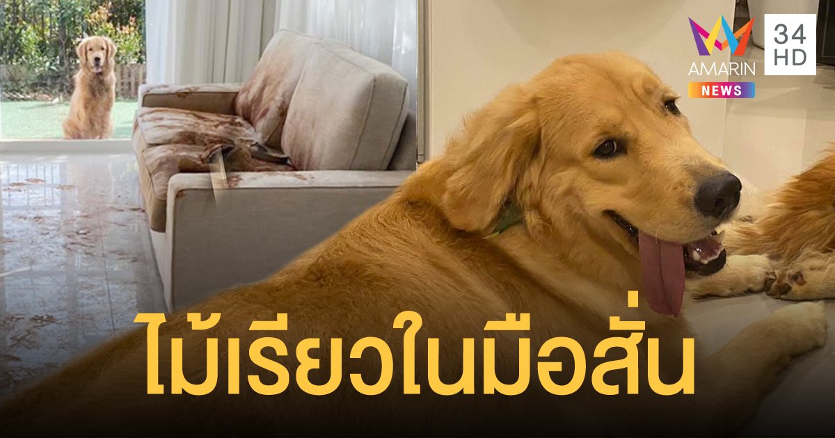 เปิดใจสาวเจ้าของโกลเด้น หลังตื่นมาเจอบ้านเลอะจนแทบจะเป็นลม