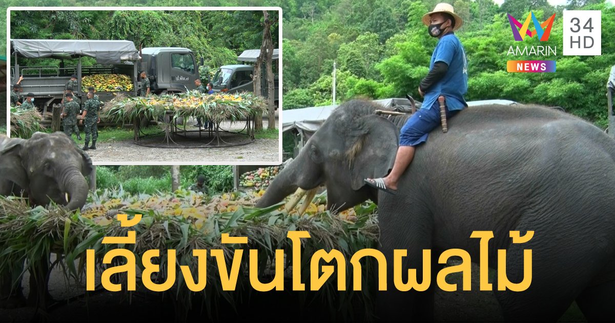 ผู้ใจบุญจัดผ้าป่าผลไม้ เลี้ยงขันโตกช้าง อ.แม่แตง โควิดทำซบเซา ไร้เงานักท่องเที่ยว