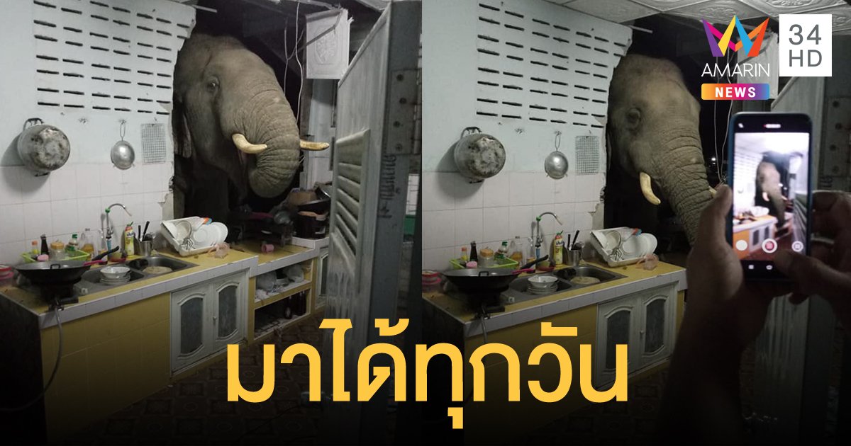 ช้างบุกห้องครัวกลางดึก เจ้าของบ้านบอกมาทุกวัน หิวโซถึงขั้นกินถุงพลาสติก