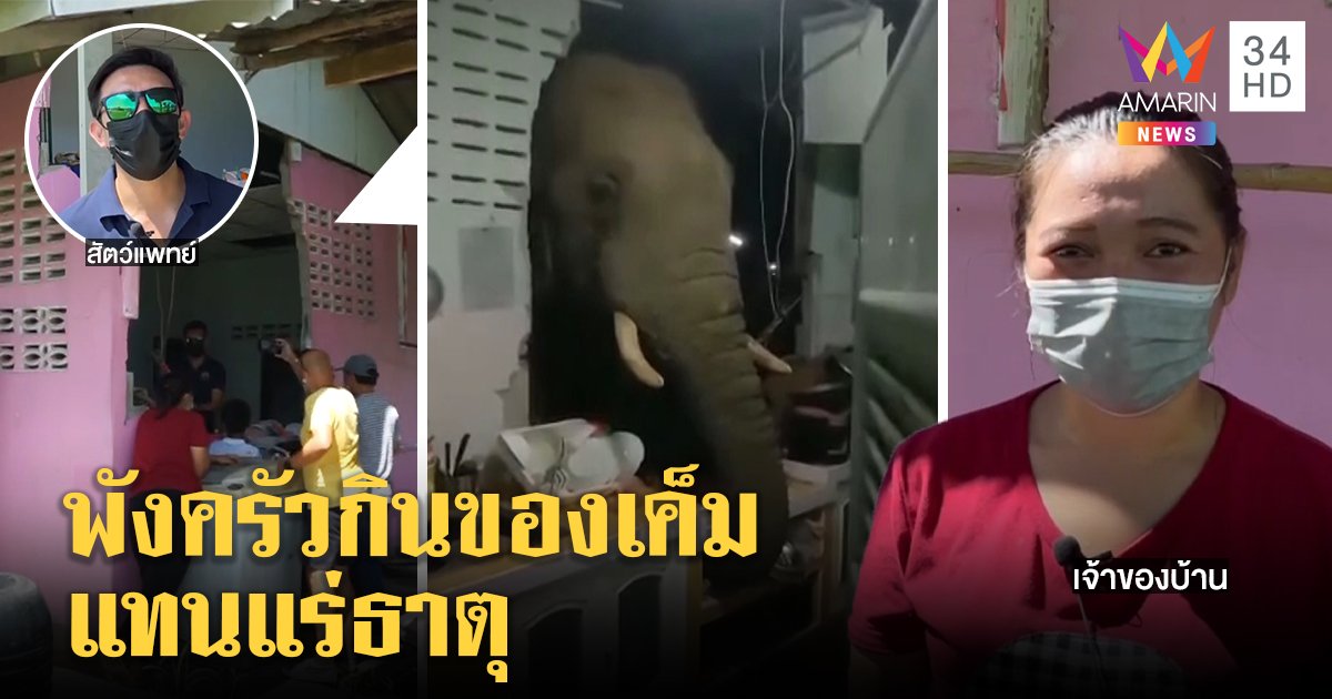 ระทึกพลายบุญมีพังกำแพงครัวหาน้ำปลา หมอแจงกินเค็มเหตุแร่ธาตุป่าหมด (คลิป)