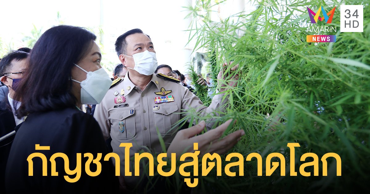 อนุทิน เผย 4 กัญชาพันธุ์ไทย พร้อมพัฒนาต่อยอดแข่งขันในตลาดโลก