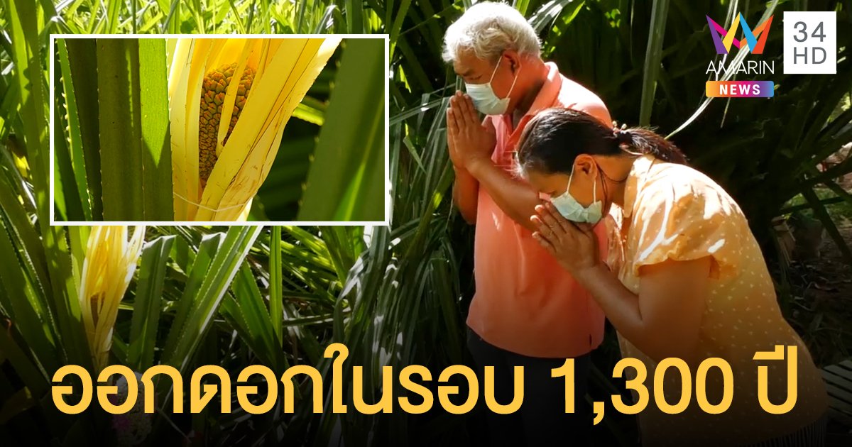 ฮือฮา ต้นลำเจียก ออกดอกครั้งแรกในรอบ1,300 ปี ที่สุรินทร์