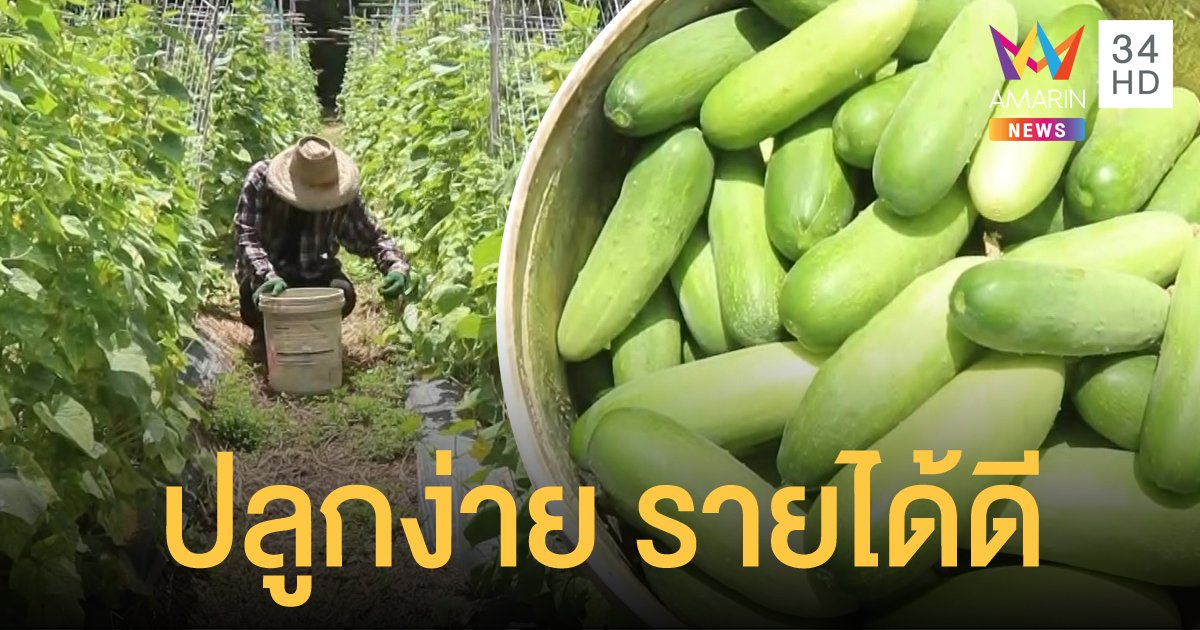 เกษตรกรพิจิตรหันมาปลูก แตงกวา แค่เดือนเดียวก็เก็บขายได้แล้ว