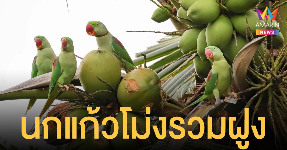 นกแก้วโม่ง ใกล้สูญพันธุ์ รวมฝูงอวดความงามในวัดสวนใหญ่ จ.นนทบุรี