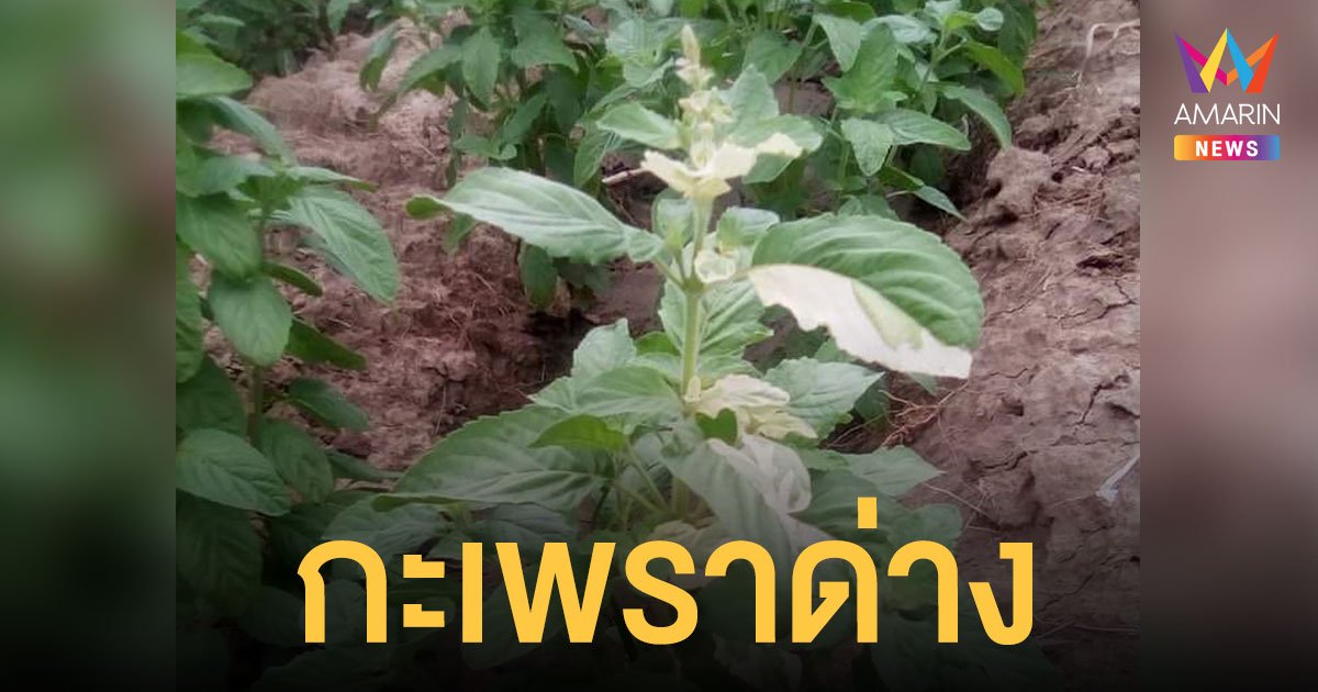 กะเพราด่าง ก็มา ชาวเน็ตถามราคาข้าวกะเพราจะขึ้นไหม