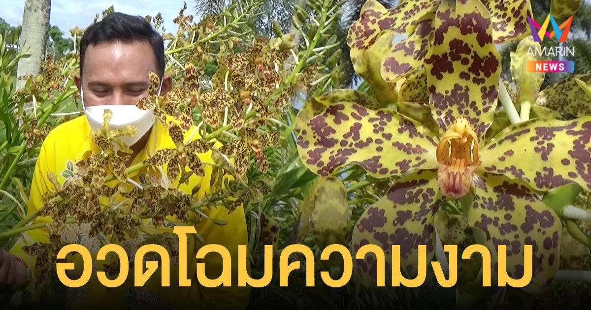 ว่านเพชรหึง กล้วยไม้ที่ใหญ่ที่สุดในโลก ออกดอกบานสะพรั่งพร้อมกันเกือบ 500 กอ
