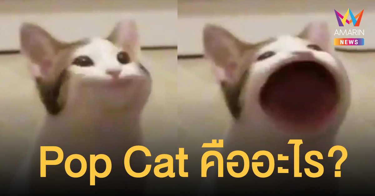 นิ้วล็อกข้ามคืน! Pop Cat ศึกชิงบัลลังก์เจ้าแห่งความไว ชาติฉันต้องไม่แพ้ใครในโลก