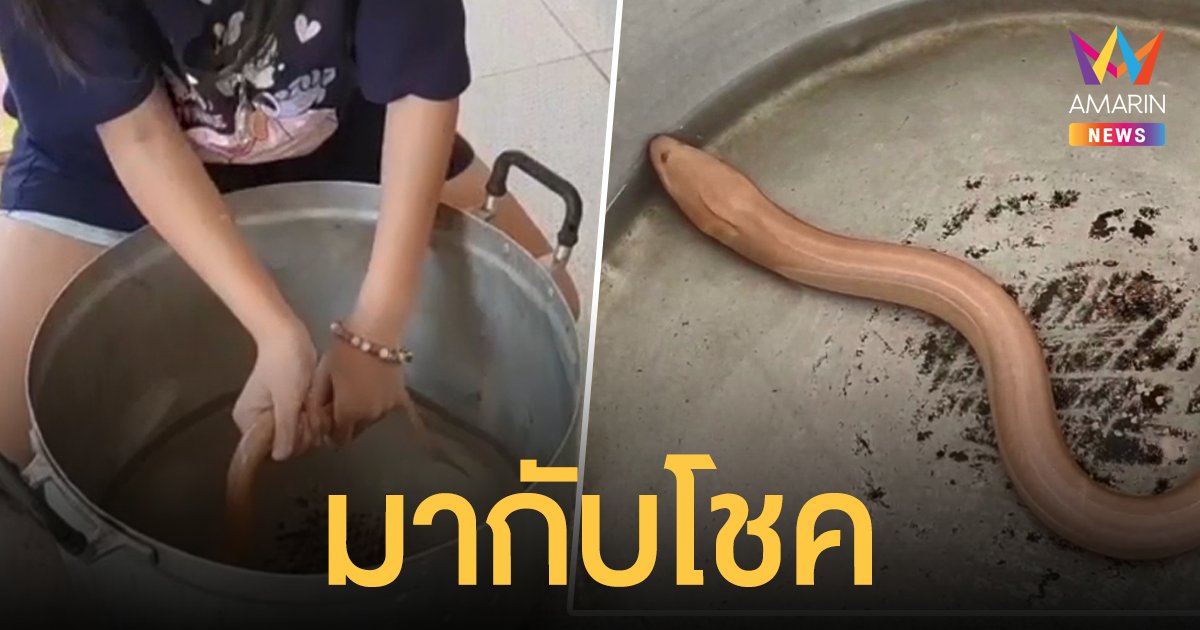 ชาวบ้านสีคิ้วจับ ปลาไหลเผือก ได้นำกลับมาเลี้ยงที่บ้าน เผยเคยถูกรางวัลมาแล้ว 1 งวด!