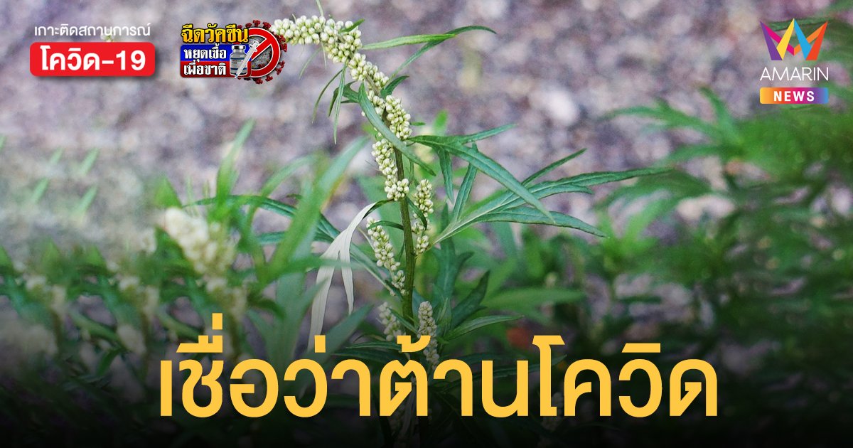 วิจัยพบ โกฐจุฬาลัมพา สมุนไพรไทยที่เชื่อว่าสามารถต้านโควิดได้