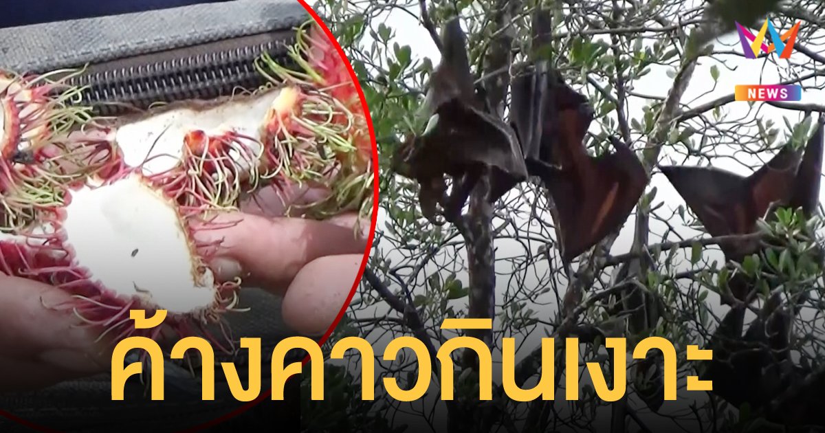 ตะลึง!! ฝูงค้างคาวแม่ไก่นับหมื่นตัว อพยพขึ้นแผ่นดินใหญ่ กัดกินสวนผลไม้เสียหายอ่วม