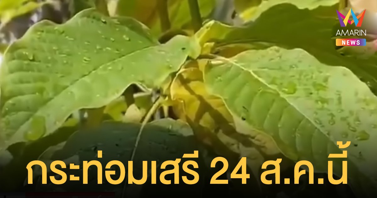 ปลดล็อก! พืช กระท่อม ปลูก-ซื้อ-ขาย ไม่ผิดกฎหมาย เริ่ม 24 ส.ค.นี้