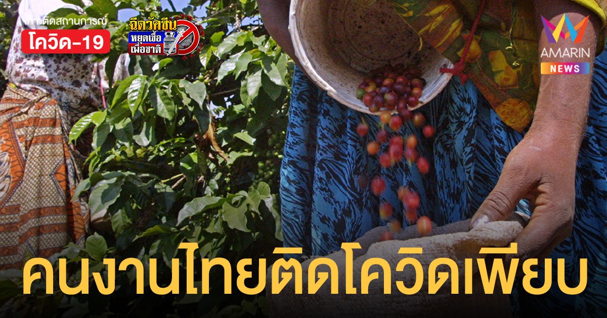 คนงานไทย เก็บเบอร์รีในฟินแลนด์ ติดโควิดมากกว่า 200 ราย