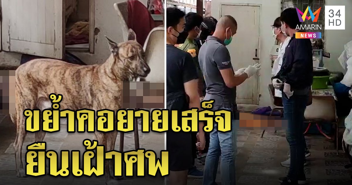 "ไอ้เสือ" หมาดุขย้ำคอยายดับคาบ้านขวางเก็บศพ อึ้งวีรกรรมกัดหมาเล็กตาย (คลิป)