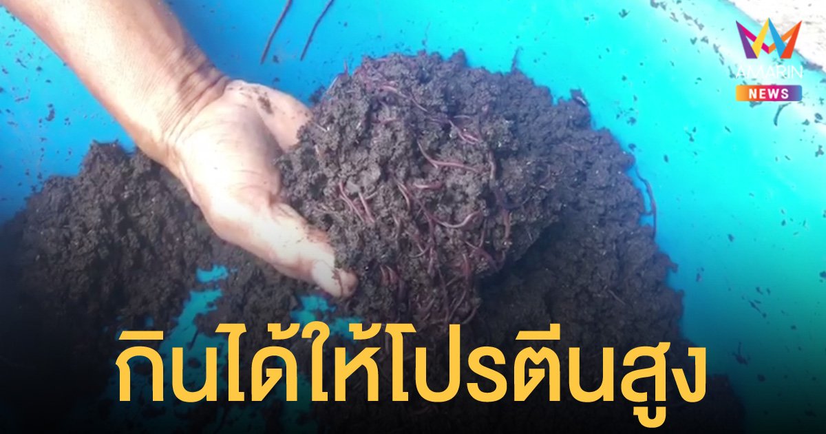 นักวิจัยผู้เชี่ยวชาญไส้เดือนดิน ชี้กินได้ให้โปรตีนสูง แต่ต้องปรุงให้ถูกสุขอนามัย