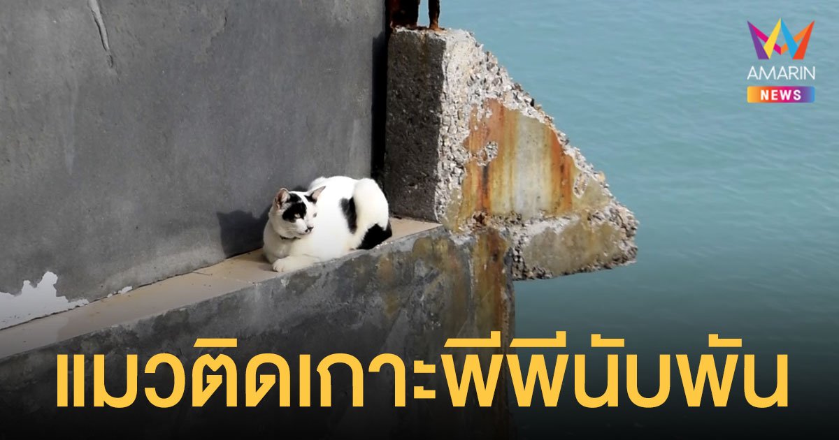แมวติดเกาะพีพี นับพันตัว ถูกทิ้งหลังเจ้าของหนีพิษโควิดขึ้นฝั่ง