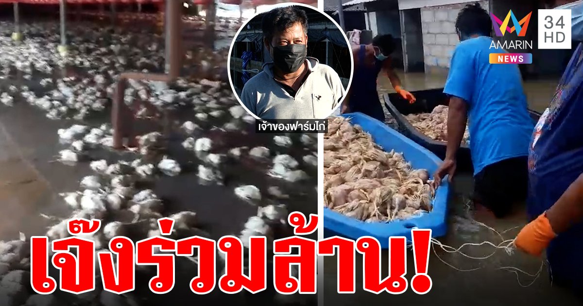 ไก่พันธุ์ถูกน้ำท่วมตายยกเล้า เจ้าของช้ำสูญเกือบล้านหวังรัฐเยียวยา (คลิป)