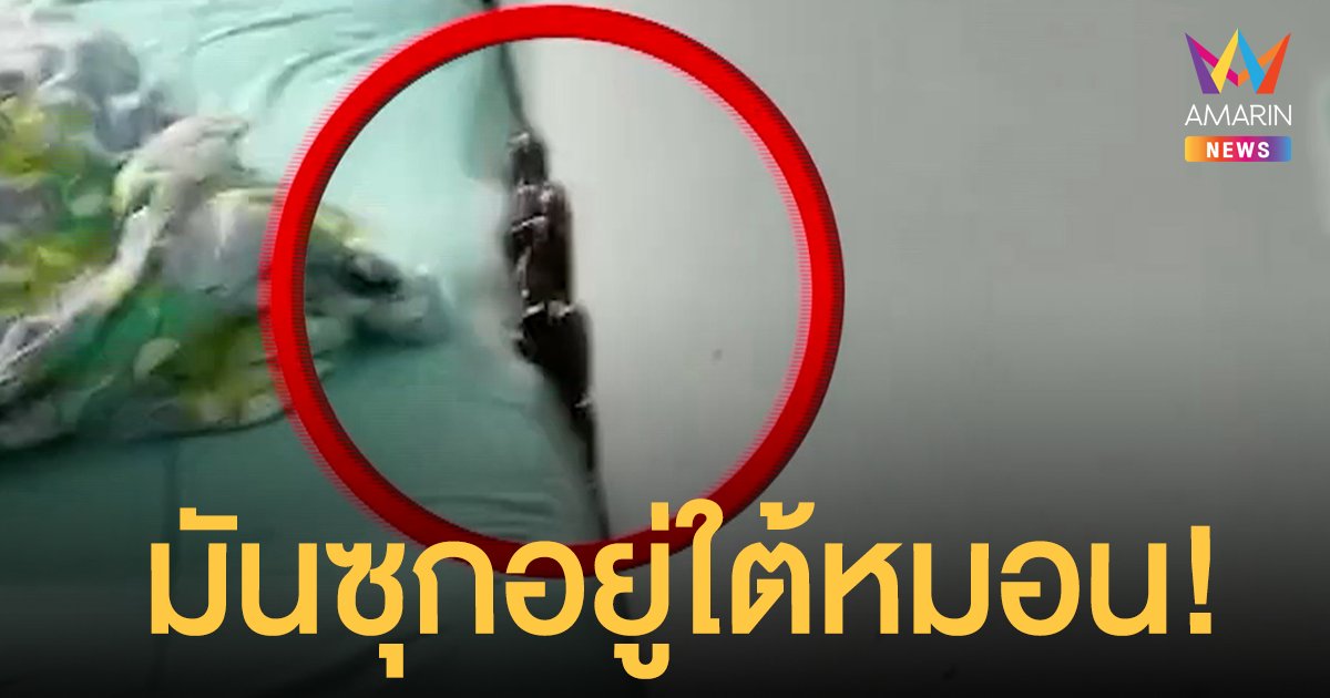 ขนลุกไม่ไหว! งูหนีน้ำเข้าบ้าน ซุกตัวใต้หมอนนอนด้วยกันทั้งคืน ลูกน้อยหวิดโดนกัด