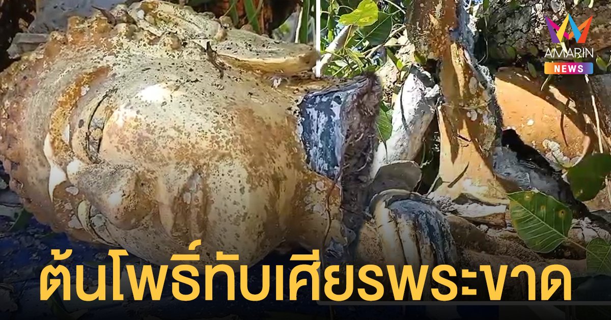 ตรัง ระทึก! ฝนตกหนักลมกระโชก ต้นโพธิ์ 100 ปี ทับองค์พระเศียรขาด