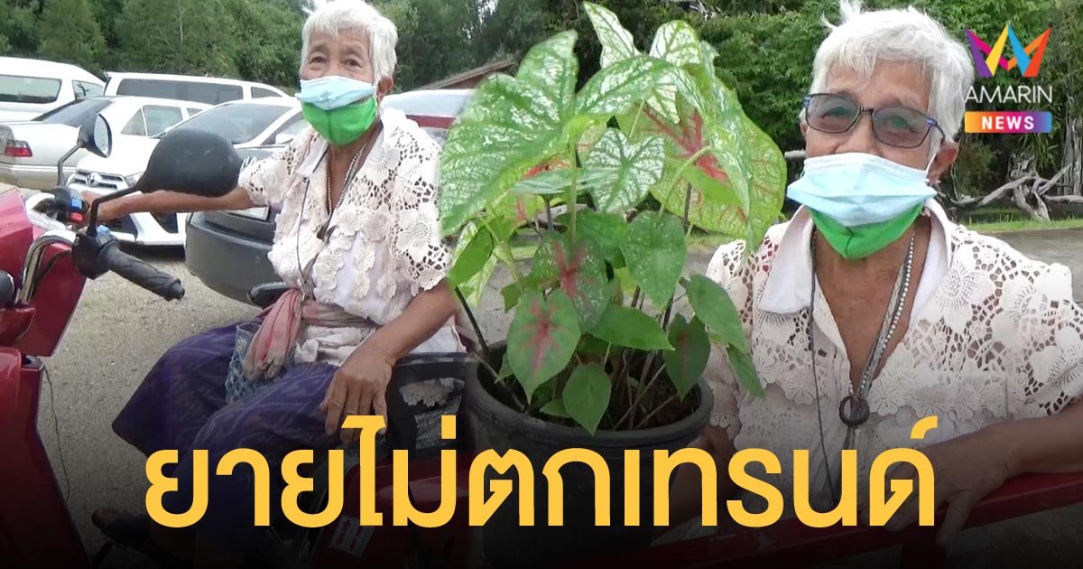 ยายสายแว้น อินเทรนด์ขาย ต้นบอนสี เผยเคล็ดลับอายุยืน สุขภาพดีเพราะกินแต่ผักบ้านๆ