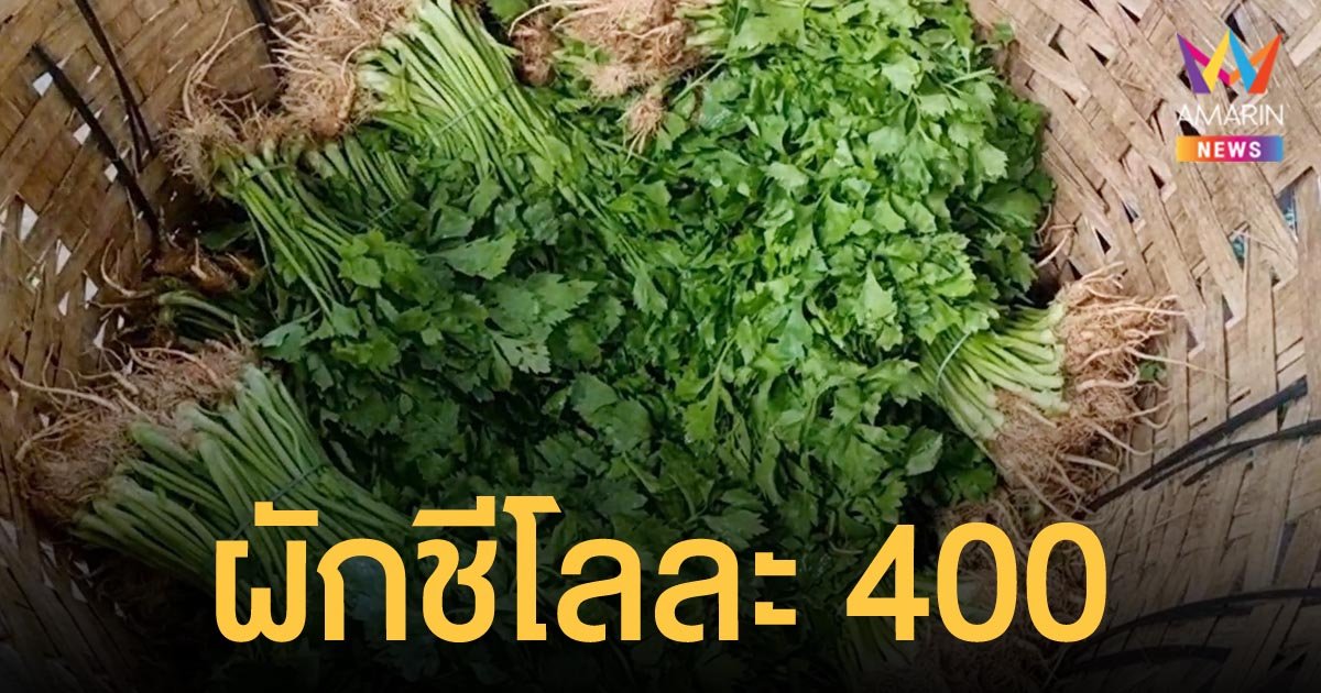 ภาคใต้ ผักชีราคาพุ่ง กก.ละ 400 บาท เหตุน้ำท่วม น้ำมันแพงมีผลกับค่าขนส่ง