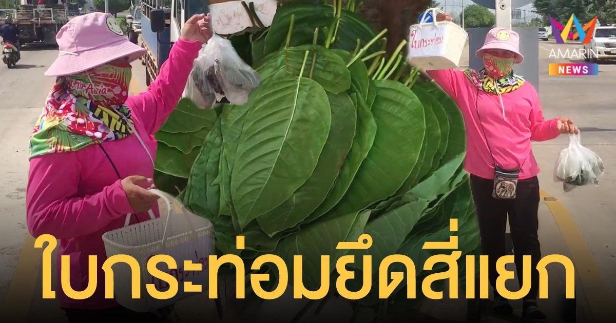 ใบกระท่อม มาแรง! แม่ค้าต้องหันมาแบกขายตามสี่แยกแทนพวงมาลัย