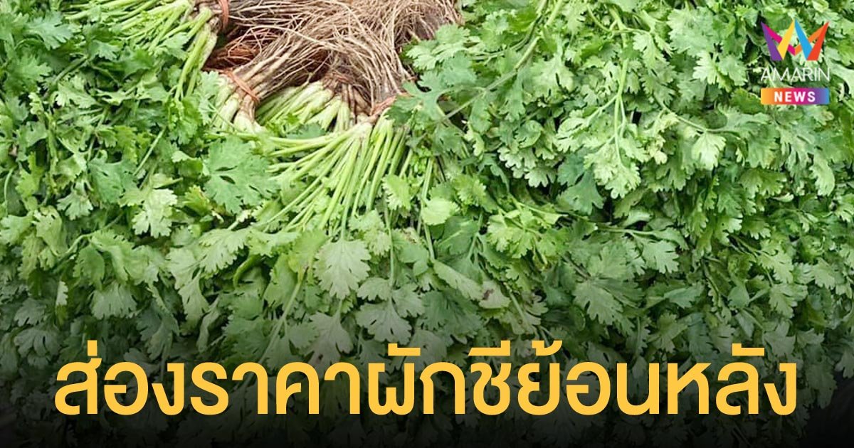 ส่องราคา ผักชี ย้อนหลัง จากข้อมูลของกรมการค้าภายใน บอกเลยว่าไม่ธรรมดา
