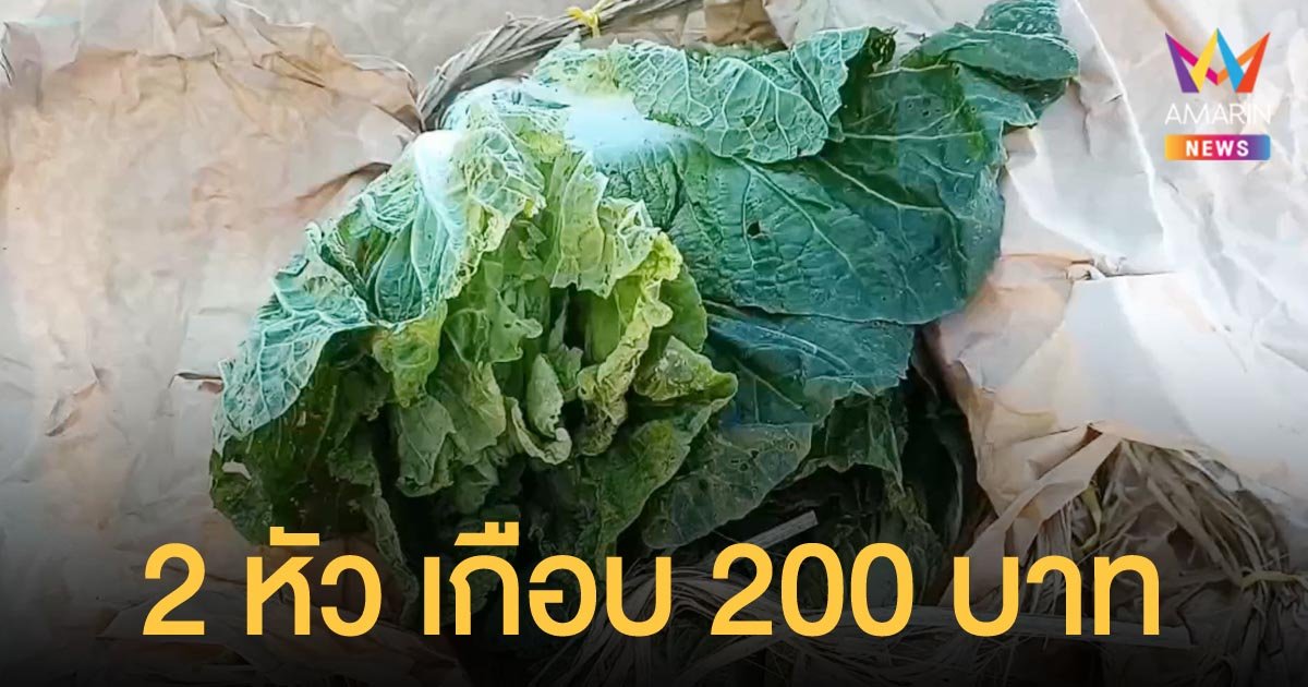 โซเชียลโพสต์ เกิดมาไม่เคยเจอ ผักกาดขาว 2 หัว ราคาเกือบ 200 บาท