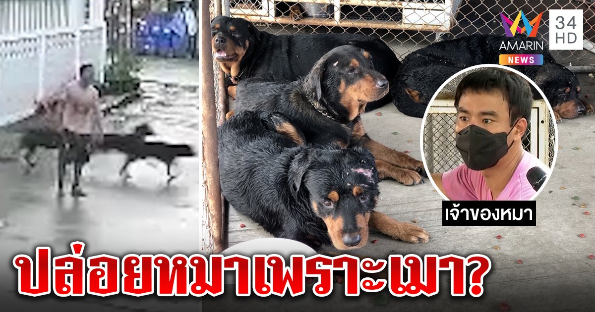 ย้ายฝูงร็อตไวเลอร์ขย้ำคนเจ็บ รับผิดอ้างดื่ม 7 ขวดเมาทำปล่อย เจ้าของน้ำตาซึมกอดหมา (คลิป)