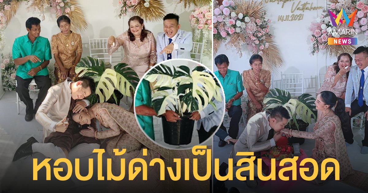 เจ้าบ่าวในฝัน! หอบ ไม้ด่าง ราคาหลักล้านเป็นสินสอดแต่งงาน