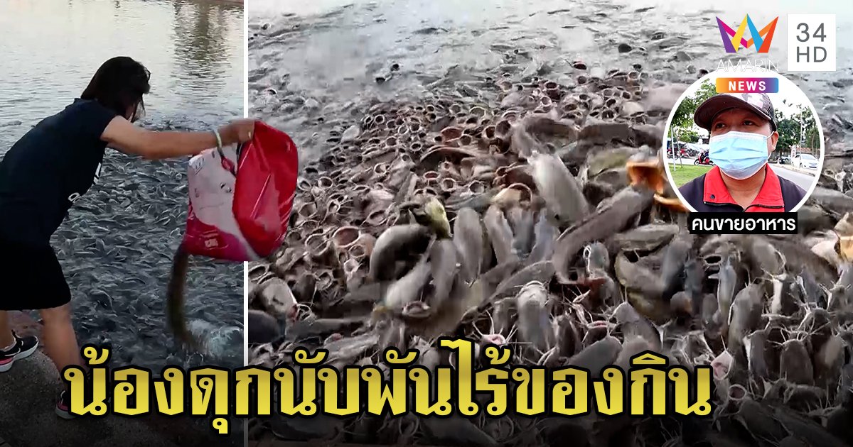 สุดสยอง! ปลาดุกนับพันแย่งอาหารกลางบ่อ พ่อค้ายิ้มรายได้งาม เผยที่มาคนใจบุญปล่อย (คลิป)