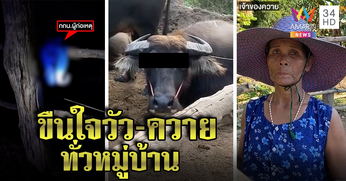 เฒ่าพิลึกบุกขืนใจควาย คลิปว่อนจะจะต่อถังน้ำเสริมสูงเสมอวัว ชุมชนผวาคนหื่น (คลิป)