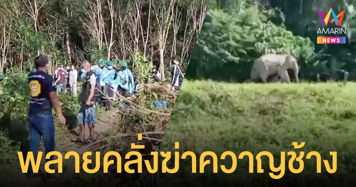 พลายจัมโบ้ คลั่งตกมัน ไล่กระทืบควาญช้าง ร่างเละ ไส้ทะลัก ตายสยองคาสวนยาง
