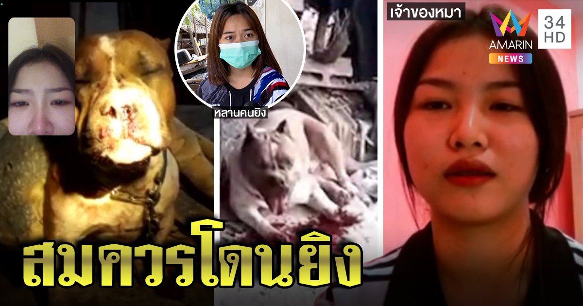 หนุ่มฉุนจัดยิงปากพิตบูลกัดไก่ เจ้าของซัดทำเกินกว่าเหตุ ชาวบ้านยันสมควรโดน (คลิป)