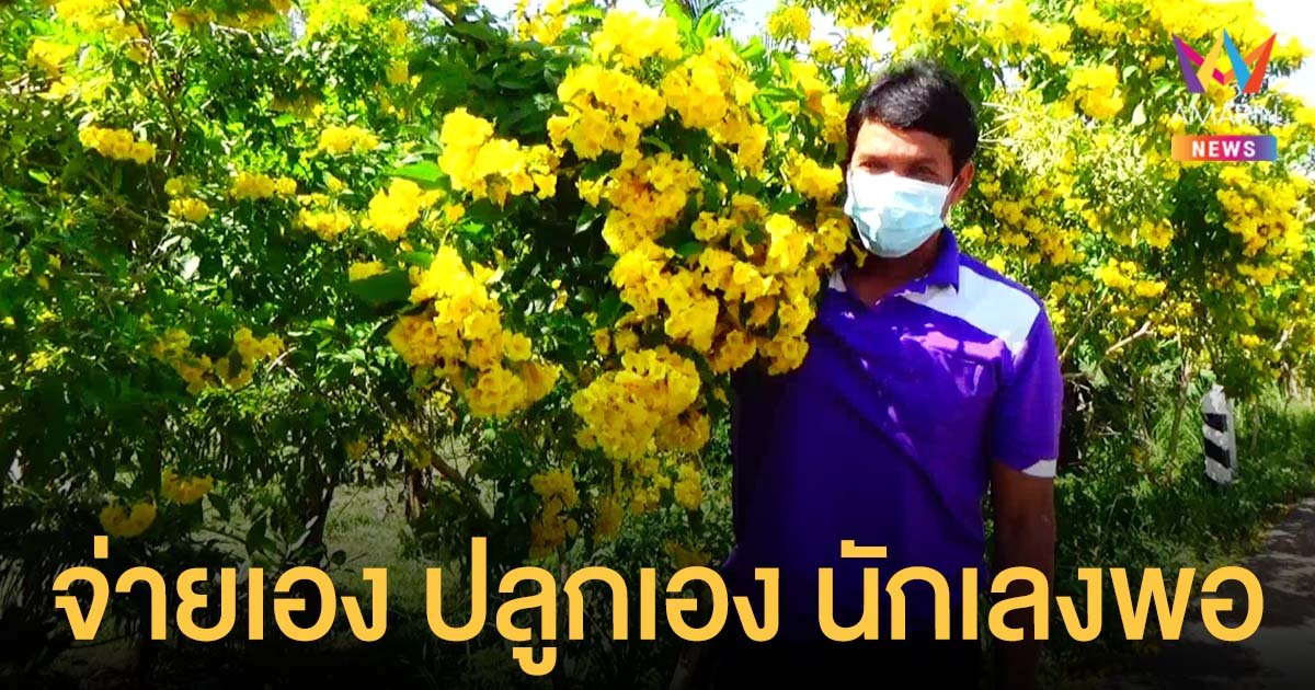 หนุ่มเมืองตรังควักกระเป๋า ปลูกต้นทองอุไร นับพันต้น บานสะพรั่งริมถนน