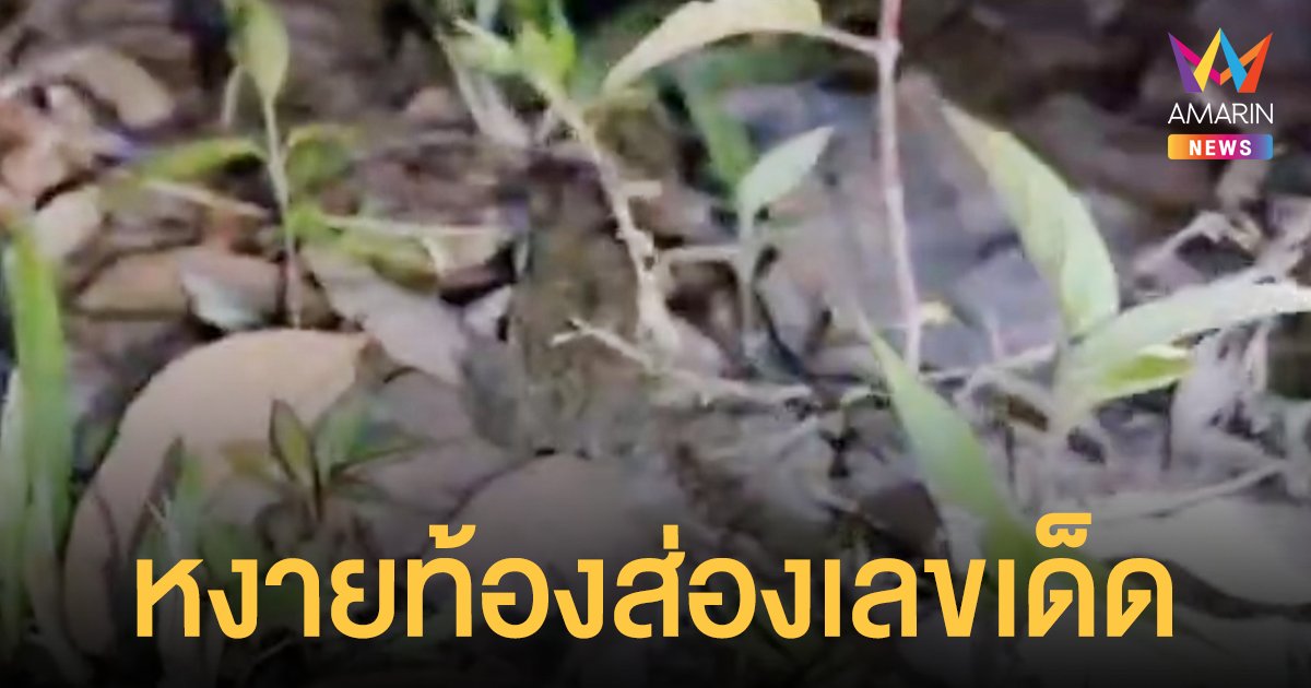 ชาวบ้านเจอ คางคก ให้โชคจับหงายท้องดูเห็นตัวเลขโผล่ เชื่อมาให้โชค