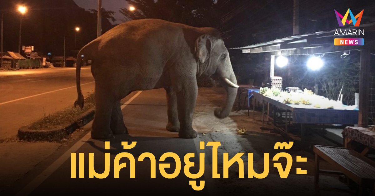 แม่ค้าอยู่ไหมจ๊ะ? แห่แชร์ภาพน่าเอ็นดู พลายสาริกา หยุดยืนหน้าร้านค้าริมทาง จ้องของกินตาไม่กะพริบ