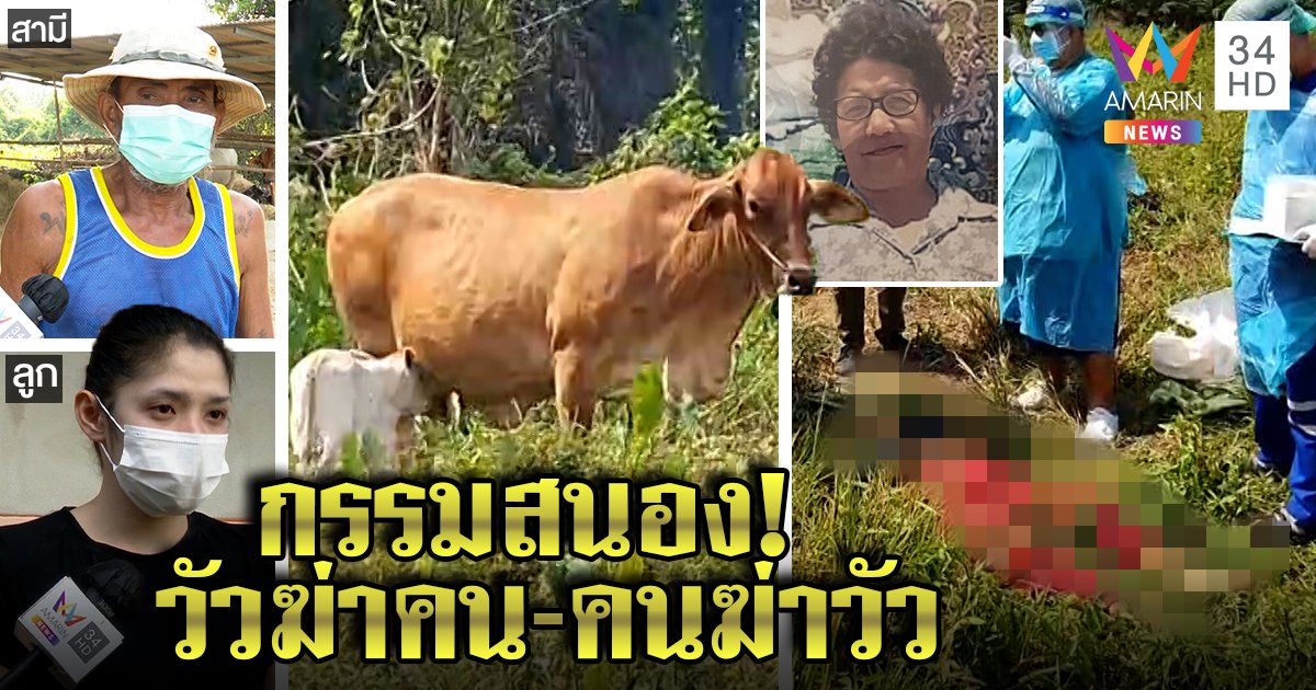 แม่วัวหวงลูกชะตาขาด ดันกระทืบเจ้าของตาย สุดท้ายโดนส่งเชือดถ้าไม่มีคนมาไถ่ (คลิป)
