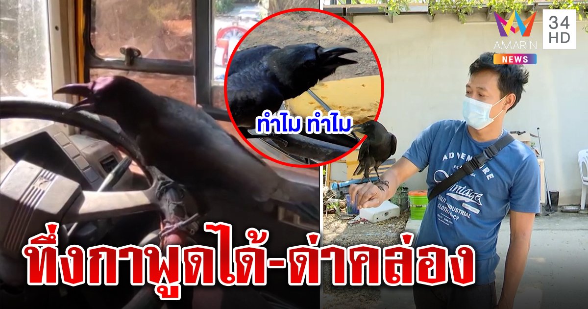 รู้จัก "สมชาย" กาแสนรู้พูดได้โชว์จ้อสื่อ อึ้ง! ด่าเก่งจนถูกตีหัว เจ้าของปลื้ม FC อื้อ (คลิป)