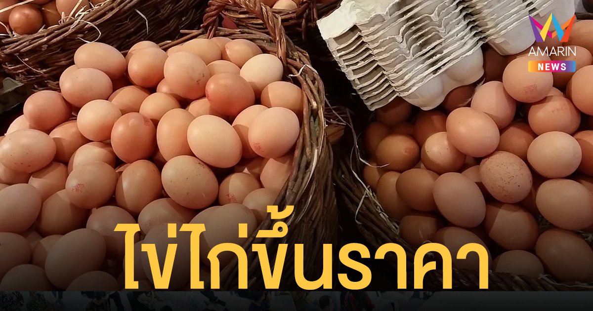 ไข่ไก่ ขึ้นราคา! ผู้เลี้ยงไก่ไข่ แจ้งขึ้นราคาไข่คละ หน้าฟาร์ม ฟอง 3 บาท