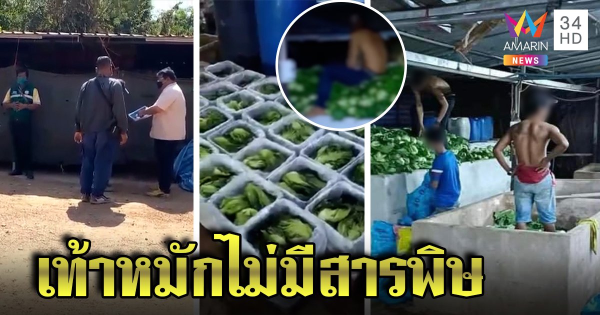 เปิดภาพแฉ! บ่อหมักผักดอง แจงคนงานยืนเหยียบแค่เรียง สสจ.ตรวจไม่เจอสารปนเปื้อน (คลิป)