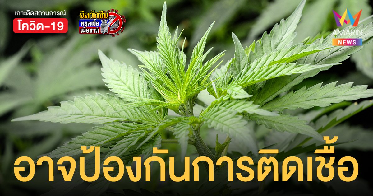 ผลวิจัยพบสารประกอบสำคัญ 2 อย่างจาก กัญชา อาจป้องกันการติดเชื้อได้