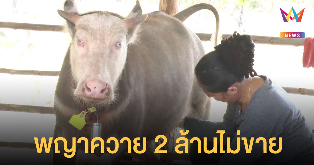 ฮือฮา! พญาควาย คนขอซื้อ 2 ล้าน เจ้าของไม่ขาย เชื่อใครได้ครอบครองจะร่ำรวย