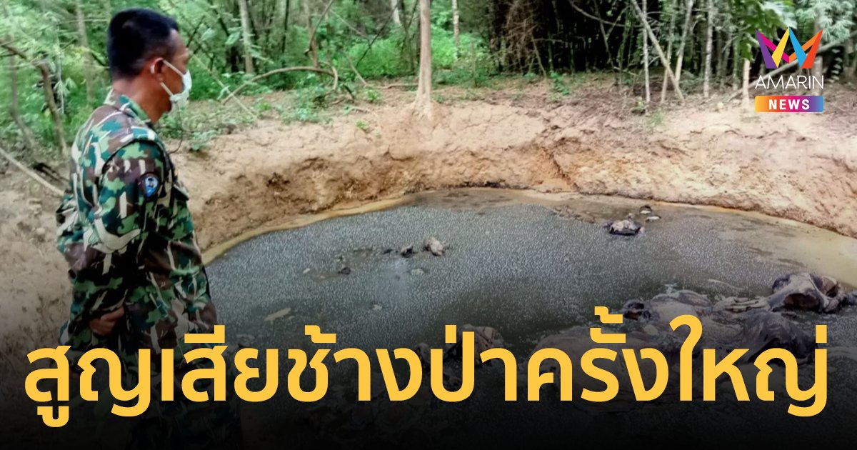 สลด ครอบครัวช้างป่า ตกหลุมดินหยุบป่าทองผาภูมิ ตายทีเดียว 5 ตัว