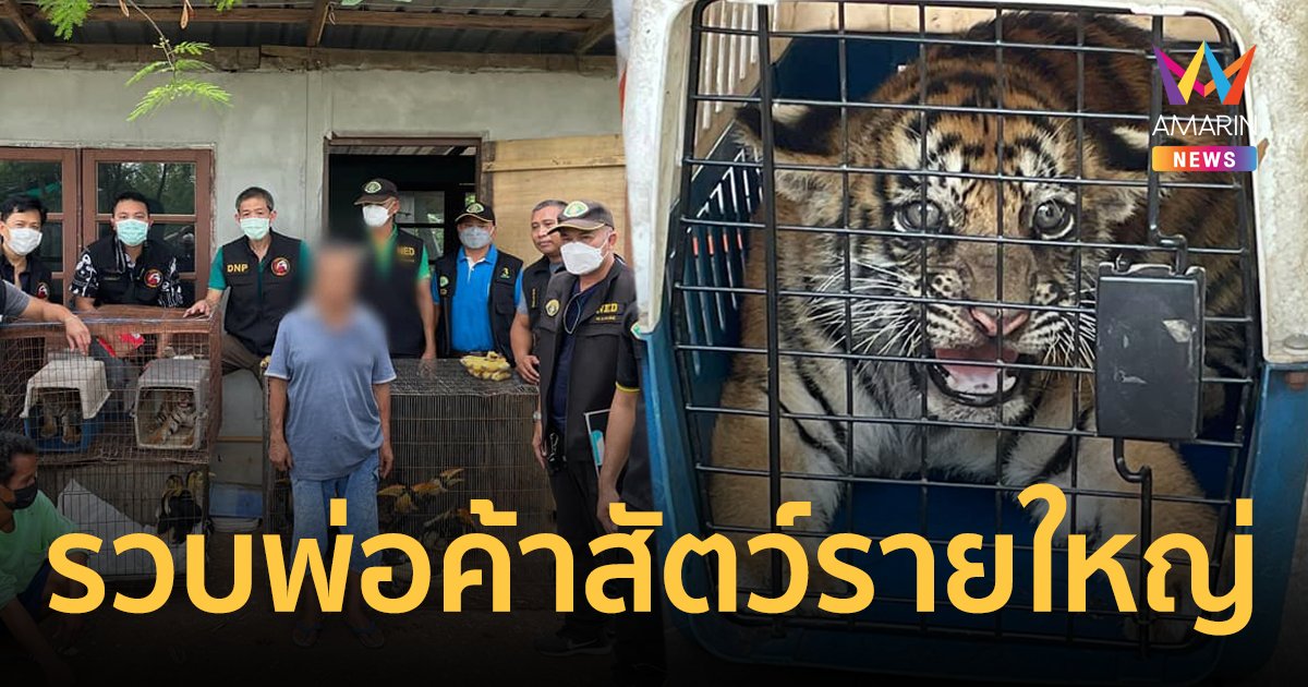 รวบพ่อค้าสัตวป่ารายใหญ่ ลอบค้าลูกเสือ-นกเงือก 10 ตัว อ้างซื้อจาก กทม.